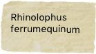 Rhinolophus ferrumequinum
